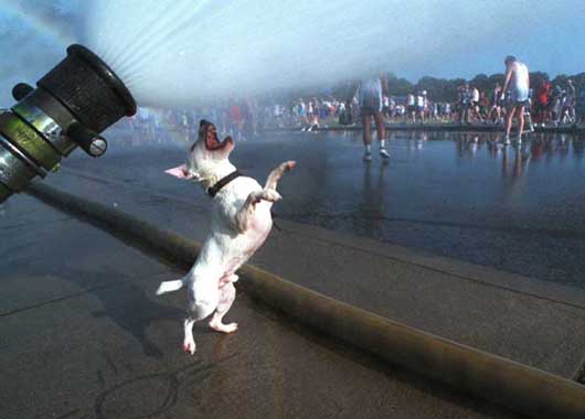 drinking dog